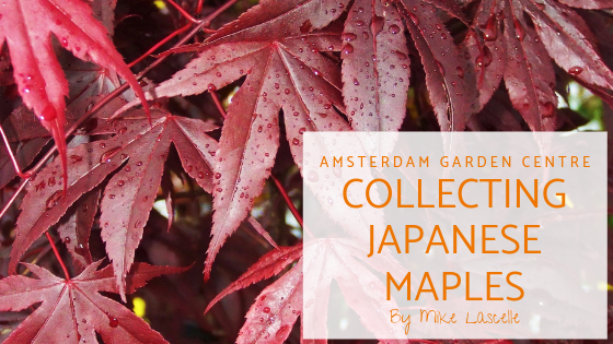 Collecting Japanese Maples