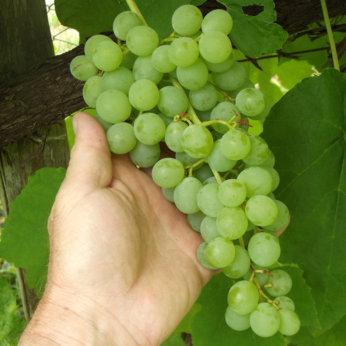 Grape ‘Neptune’ Amsterdam Greenhouse