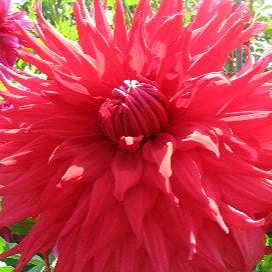 Dahlia ‘Holly Huston’ | Amsterdam Greenhouse