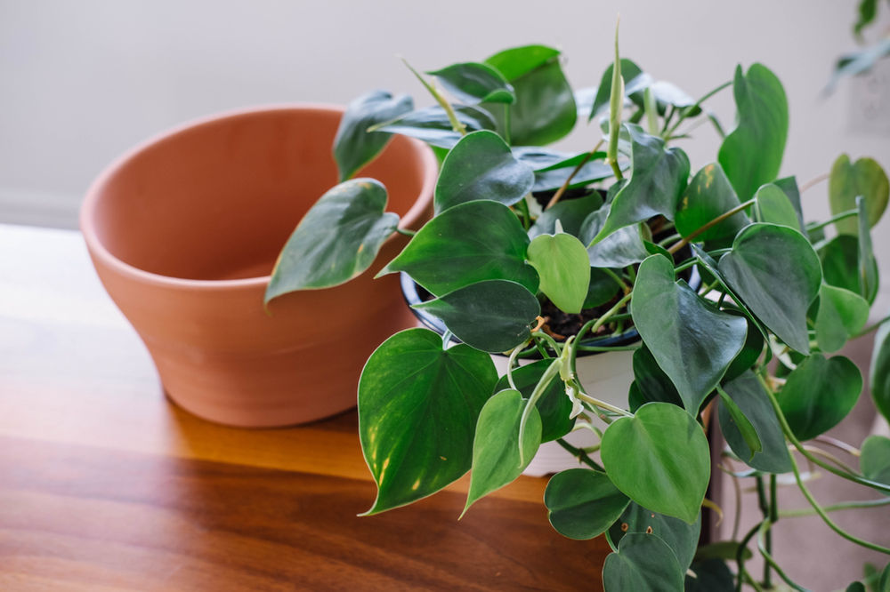 Houseplants Using Pots & Containers Without Drainage