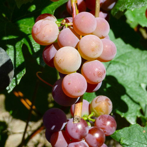 Grape ‘Vanessa’ Amsterdam Greenhouse