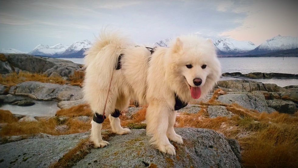 Thumbnail: Releashe©™- emergency brake/stop for free dogs!