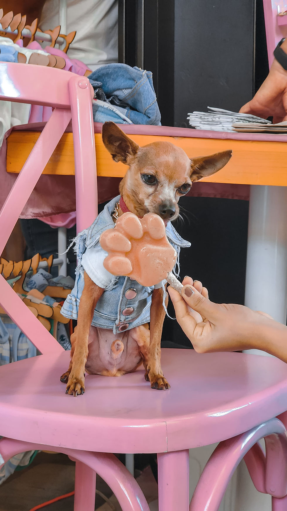 Plano cerrado de snacks naturales para perros en un plato de cerámica