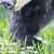 Thumbnail: Among the Wildflowers