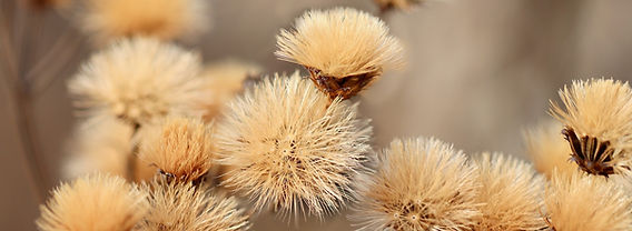Pflegetipps für Trockenblumen