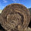 Thumbnail: Lot M - 2025 Reed/Canary Grass Hay - 33 Bales