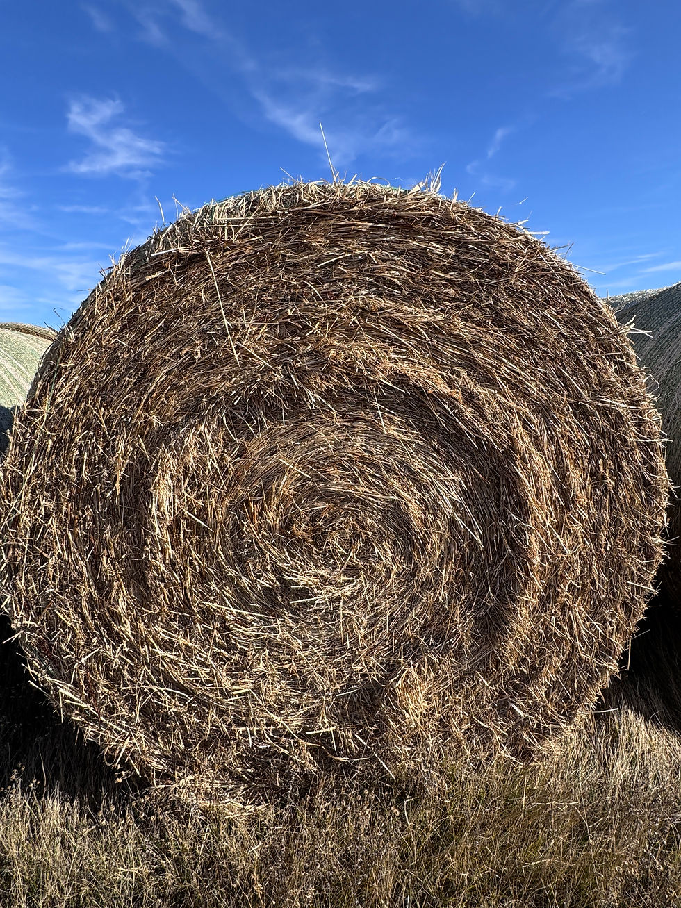 Thumbnail: Lot M - 2025 Reed/Canary Grass Hay - 33 Bales