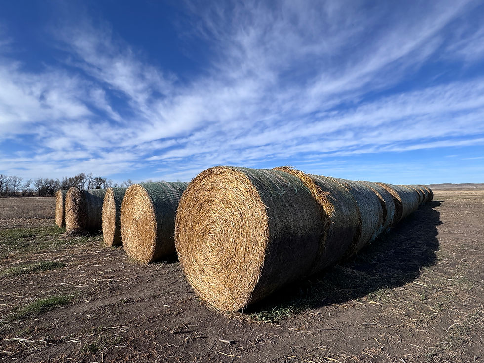 Thumbnail: Lot P - 2025 Oats/Peas Hay - 102 Bales