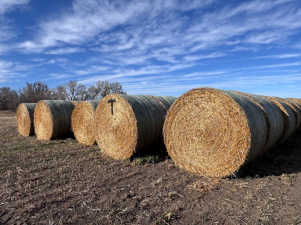 Thumbnail: Lot T - 2025 Oats/Peas Hay - 90 Bales
