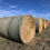 Thumbnail: Lot O - 2025 Wheat/Barnyard Grass Hay - 38 Bales!!