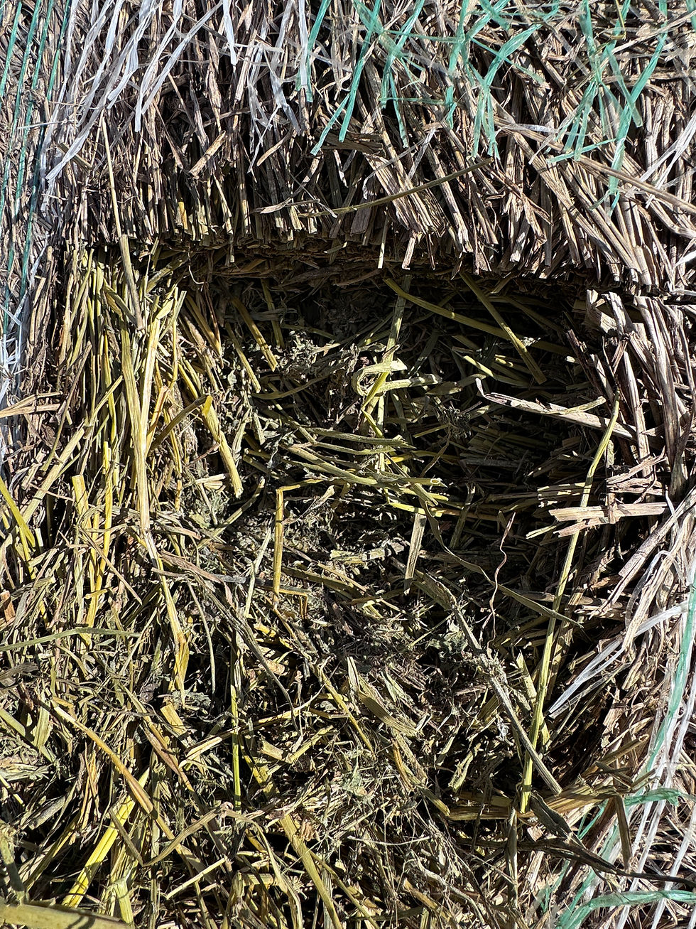 Thumbnail: Lot I - 2025 Alfalfa/Grass Hay - 5 Bales