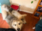 Two fluffy past puppies standing together on a wooden floor.