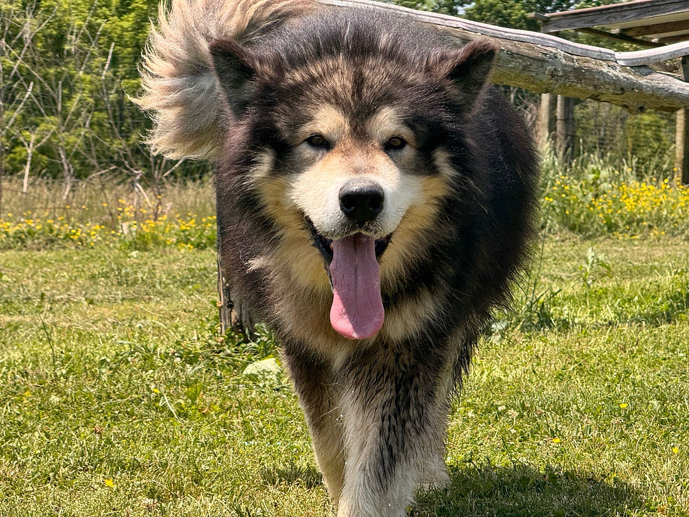 Close-up of Slate the malamute walking toward camera in a grassy field