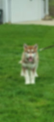 Red and white Siberian Husky puppy on a green lawn