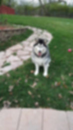 Fluffy black and white husky sitting on a green lawn