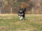 Black and white dog running through a grassy field