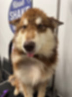 Wet brown and white husky puppy sticking its tongue out
