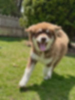 Fluffy brown and white puppy running on green grass