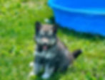 Fluffy grey and white puppy sitting on grass by a blue pool