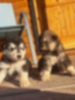 Two fluffy past puppies sitting on a wooden deck outdoors.