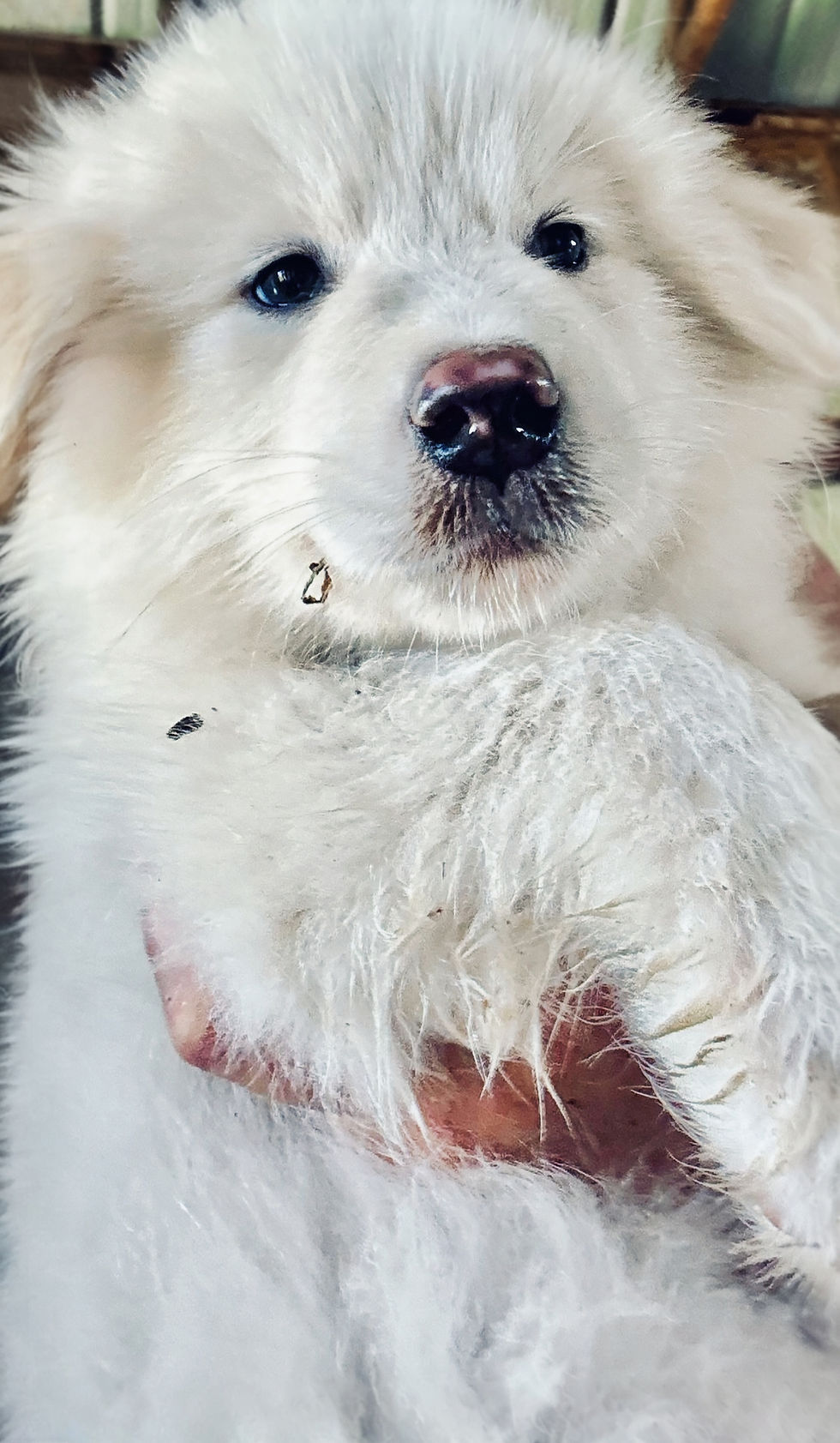 Fluffy white Great Pyrenees puppy being held