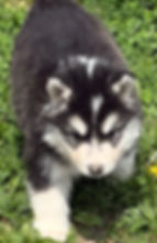 Fluffy black and white Siberian Husky puppy in grass