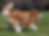 Fluffy red and white Alaskan Malamute running in grass