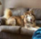 Fluffy Alaskan Malamute lying on a gray couch