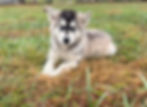 Fluffy husky-mix puppy lying on green and brown grass.