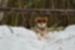 Fluffy brown and white puppy sitting in the snow