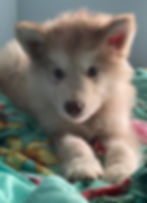 Fluffy Alaskan Malamute puppy lying on a floral blanket.