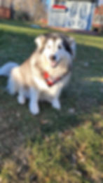 Fluffy Malamute dog sitting on grass in front of a shed