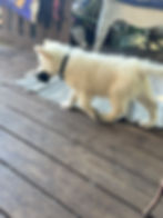 Fluffy white puppy walking on a wooden deck outdoors