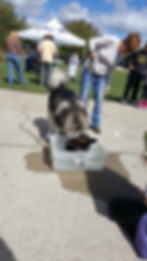 Large black and white dog drinking from a water tub outdoors.