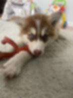 Red and white husky puppy chewing on a toy on a rug.