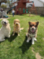 Golden Retrievers and a Husky puppy in a backyard
