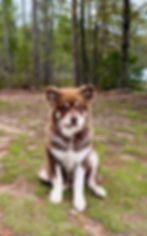 Fluffy brown and white puppy sitting in a wooded area.