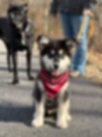 Fluffy husky-mix puppy with a red bandana on a walk.