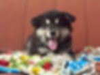 Fluffy black and tan puppy with tongue out on blankets.