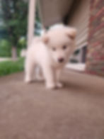 Fluffy white puppy standing on a concrete porch.