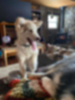 Fluffy light-colored husky puppy sitting on a couch.