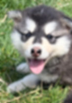 Fluffy husky puppy smiling on green grass