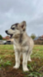 Fluffy Alaskan Malamute puppy standing in a grassy field