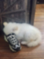 Fluffy white puppy sleeping with its head inside a shoe.