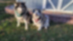 Two Alaskan Malamutes with bandanas sitting by a blue shed