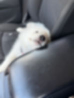 Fluffy white Samoyed puppy sleeping in a car seat