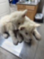 Two fluffy white puppies huddling together.