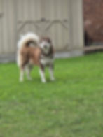 Fluffy brown and white Alaskan Malamute standing on grass