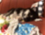 Sleeping black and white puppy on an orange couch
