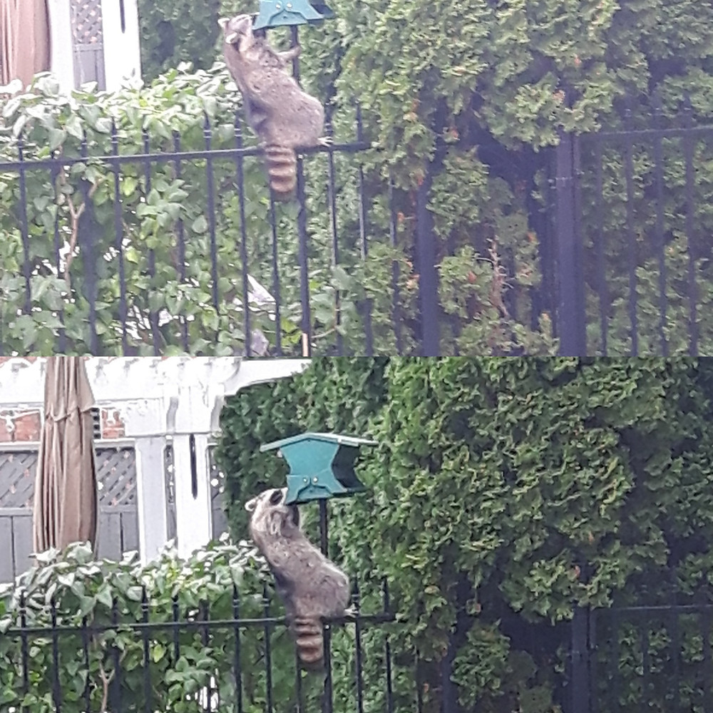 Raccoon in backyard of house
